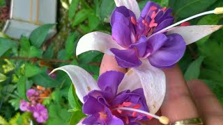 Küpeli & Ortanca (Fuchsia & Hydrangea) Bakımı, Nasıl Yetiştirilir?