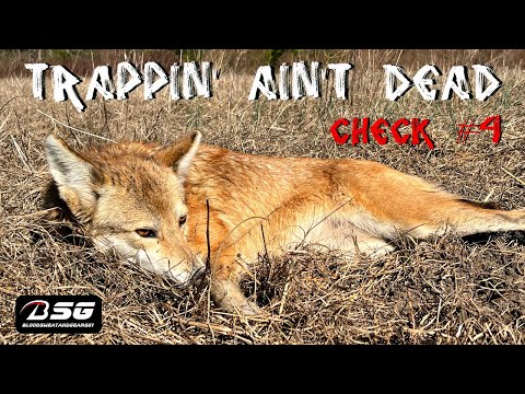 TRAPPIN' AIN'T DEAD - [CHECK #4] - BLONDE [COLOR PHASE] COYOTE CAUGHT!!! - TRAPPING - VLOG - (2023)