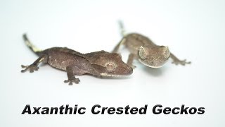 Axanthic Crested Geckos and THE CRAZIEST Gargoyle Gecko we have EVER SEEN!