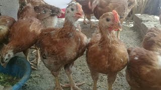 Desenvolvimento Dos Pintos Rodilan Com 30 Dias