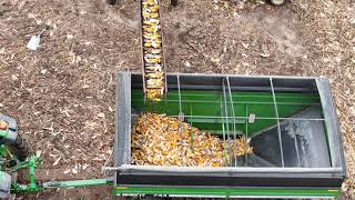 Harvesting, picking ear corn with a 3 row picker (not a combine) 2023