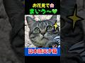 【花見でお喋りとまらない猫】「マジで‼️うまい」日本語上手なピノ😻#猫 #かわいい猫 #保護猫