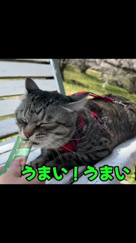 【花見でお喋りとまらない猫】「マジで‼️うまい」日本語上手なピノ😻#猫 #かわいい猫 #保護猫