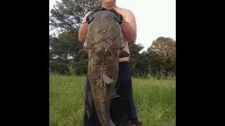 Catfish Noodling: Noodlin Ninja 50 lb flathead catfish!!!