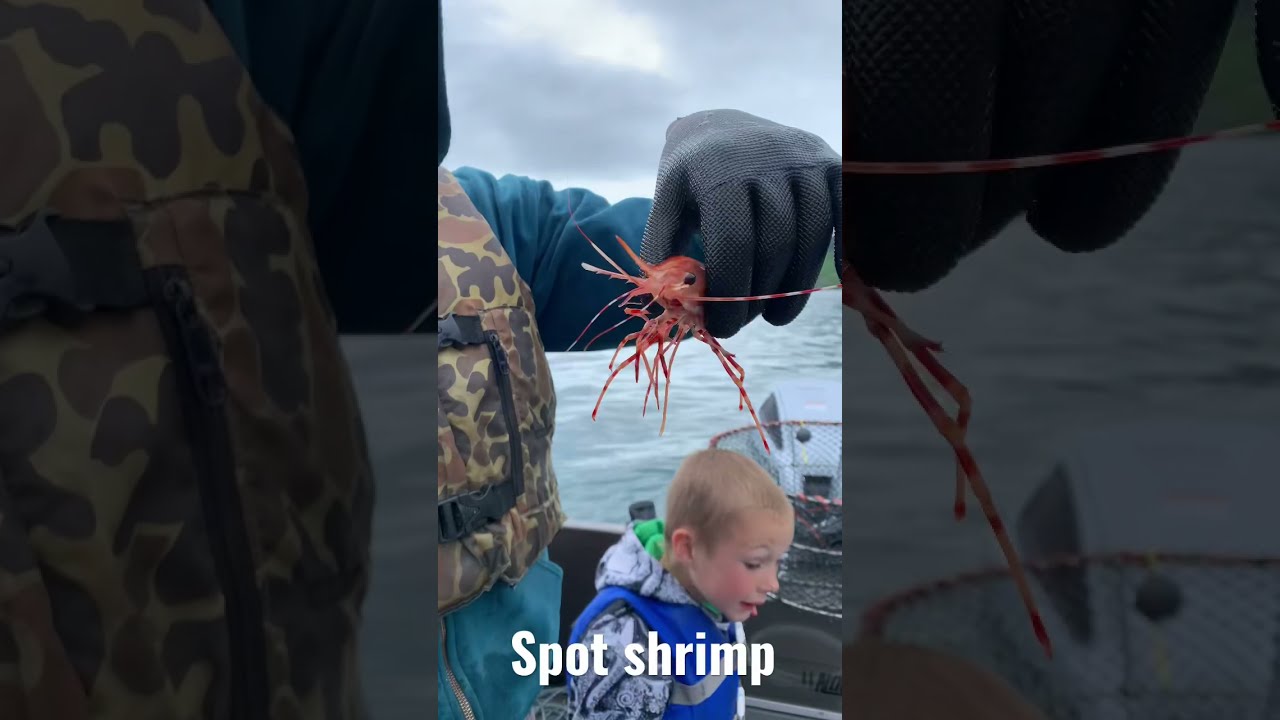 How to CATCH spot shrimp - ULTIMATE Guide! 