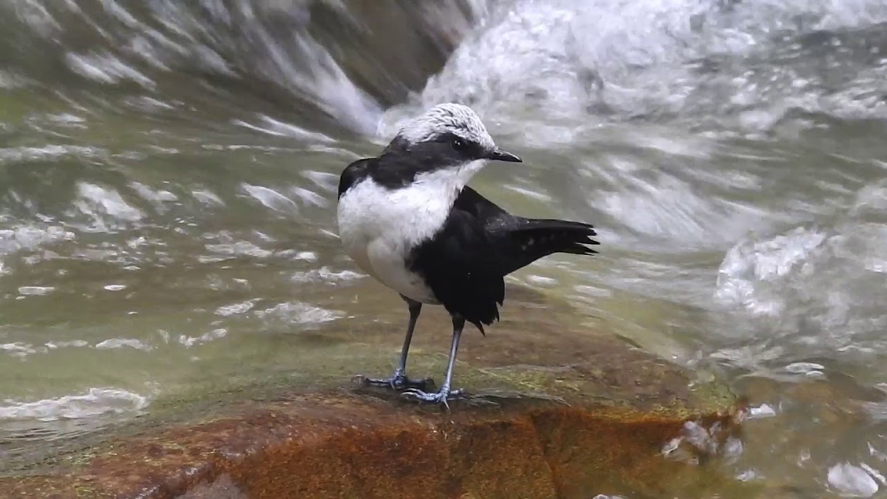 Cinclus leucocephalus / Mirlo Acuático / White-capped Dipper