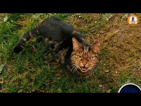 The Stray Cat Outside My Window Never Let Anyone Near Him…Until This Happened