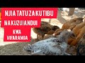 Njia Tatu Za Kutibu Ndui Kwa Kuku Three Ways Of Treating Fowl Pox In Chickens