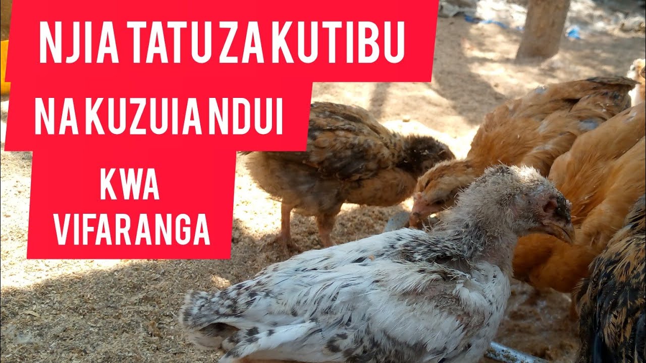 Njia Tatu za kutibu Ndui kwa kuku/ Three ways of treating fowl pox in chickens.