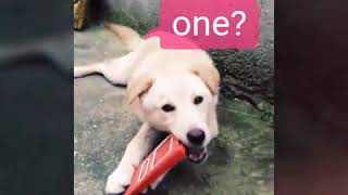 Zeyna Ile Kısa Bir Eğlence