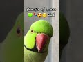احلى ببغاء درة اجمل ببغاء اخضر ببغاء عصبي Green Parrot Funny Parrot 