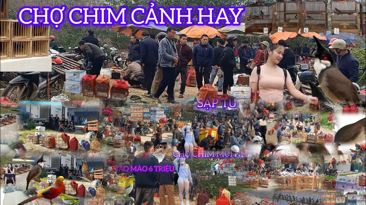 CHỢ CHIM CẢNH NÀY HAY QUÁ KHÔNG BIẾT CÒN HOẠT ĐỘNG ĐƯỢC KHÔNG NỮA 