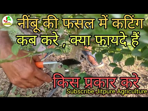 वीडियो: नींबू के पेड़ की छंटाई करना सीखें
