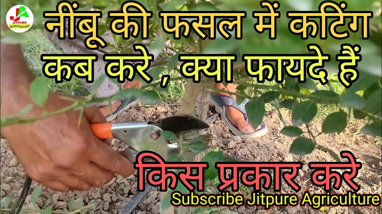 cutting in lemon / नींबू के छोटे पौधे  की कटिंग कैसे करे , क्यूं करे, क्या फायदे है पूरी जानकारी