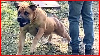 Training Heel with Boerboel by Large Dog Xperience 597 views 1 year ago 16 minutes