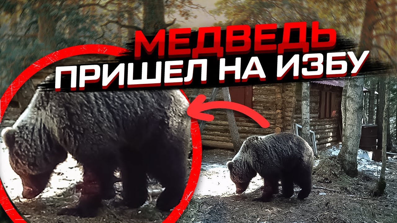 Охота на медведя видео 2023. Мишка которого ломают из лайка.