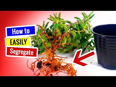 Video: Cách phát triển Marmorata Succulents: Mẹo Chăm sóc Marmorata Succulent