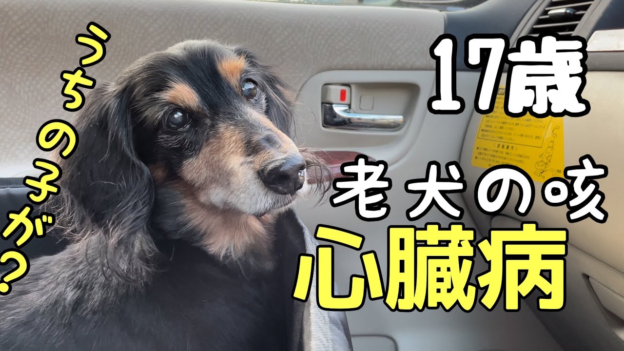 老犬 咳に気をつけて Youtube