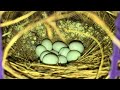 FINCHES Bird - 🥚 Egg &amp; Chicks 🐣