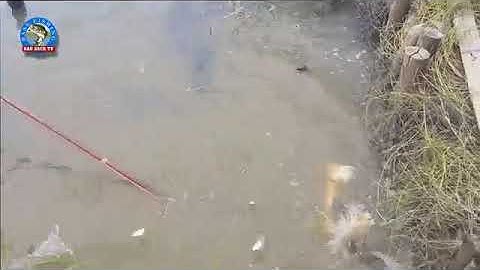 Bắt cá lốc miền tây - miền tây quê tôi, bắt cá thế này mới sướng chứ (P1)