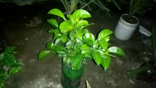 বলর রজধনর ছদর উপর আর খজরর চষ