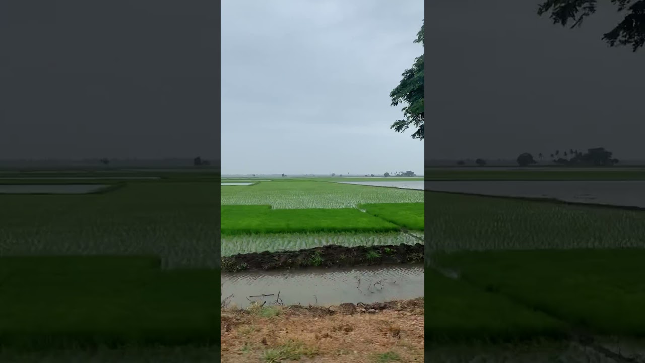 StockVideo - Rice Fields Under Gray Sky | non copyright video | Free Download | shorts