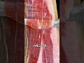 3倍とろける神ハムの秘密
