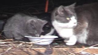 Jan2012 Mom and Kittens.wmv