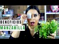 11 BENEFICIOS De La MANZANILLA Para La PIEL y El CABELLO | Usos Y Beneficios | Piel Perfecta