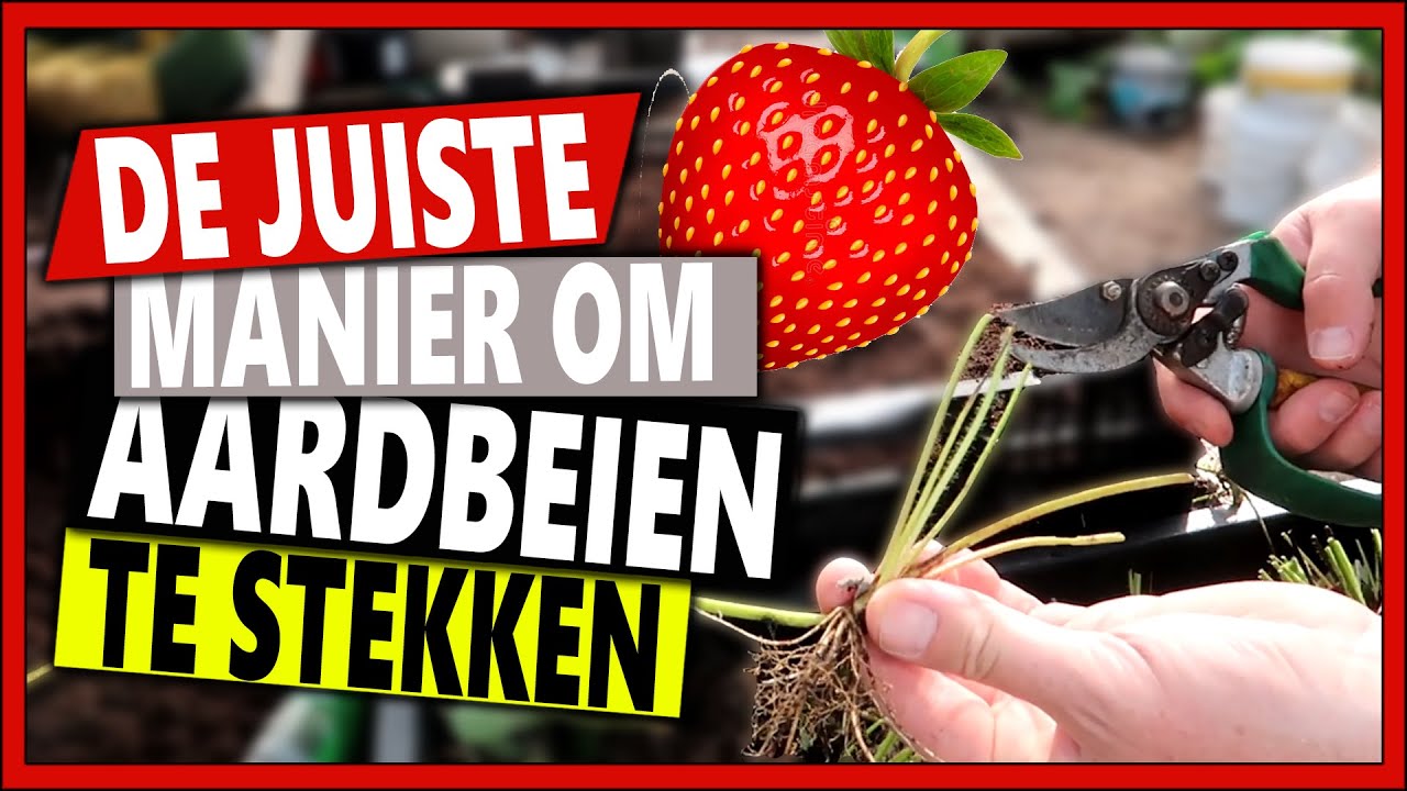 De Juiste Manier Om Aardbeien Te Stekken