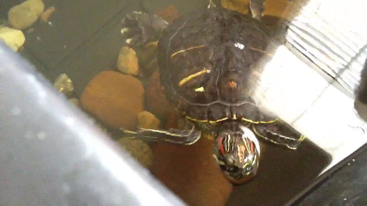 petco hours Turtle says Hello