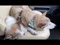 むぎタナちゃんねる始めました🐾