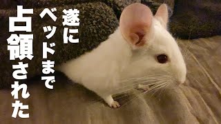 もふもふチンチラがもふもふの新しい遊び場を発見してしまった。No.223