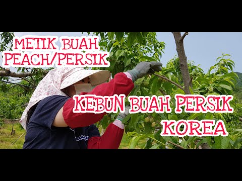 Video: Buah Persik Earligrande: Perawatan Buah Persik Earligrande Di Kebun