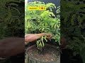 Bersihkan Tunas Yg Tidak di Butuhkan #bonsai #asamjawa #bonsaitree #tamarind #caraperawatanbonsai