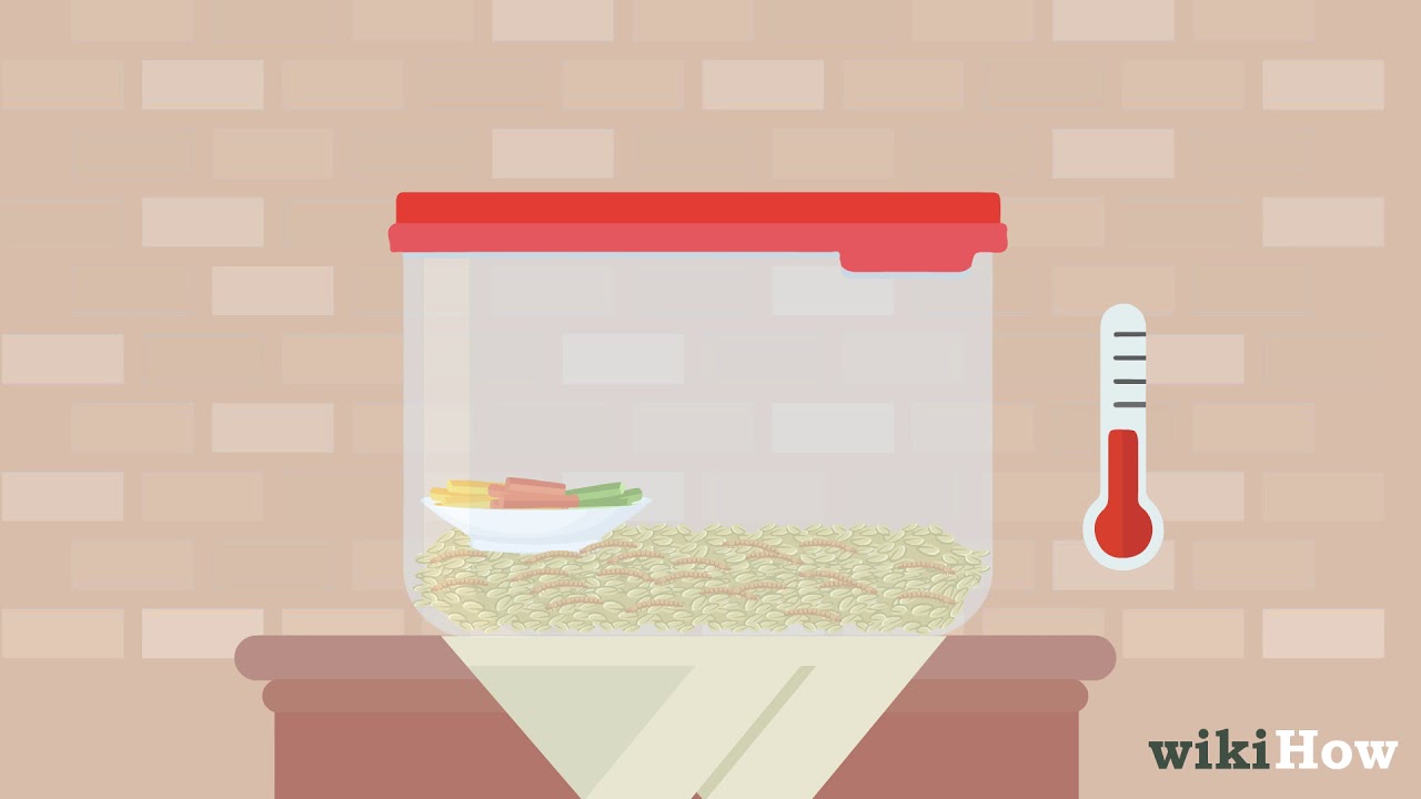 How to Raise Mealworms YouTube