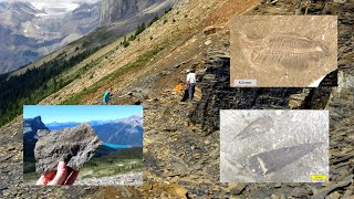 Fossil graveyards suggest widespread flooding