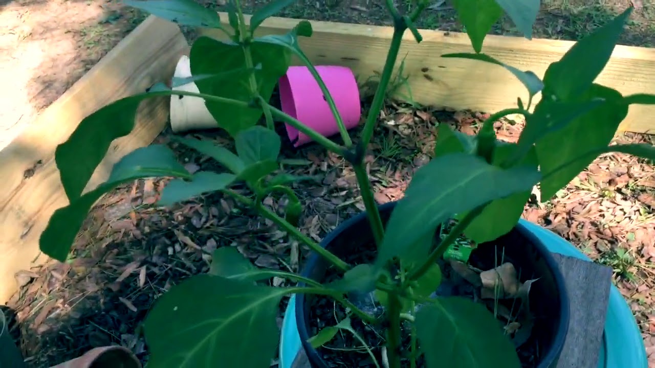 Irish Sea Moss In My Organic Garden - YouTube