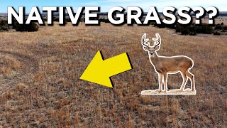 Are Native Grasses Good For Deer?!?