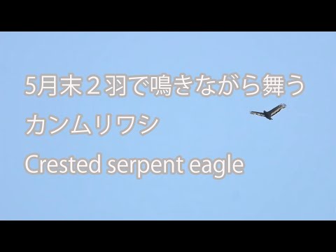 【5月末２羽で鳴きながら舞う】カンムリワシ Crested serpent eagle