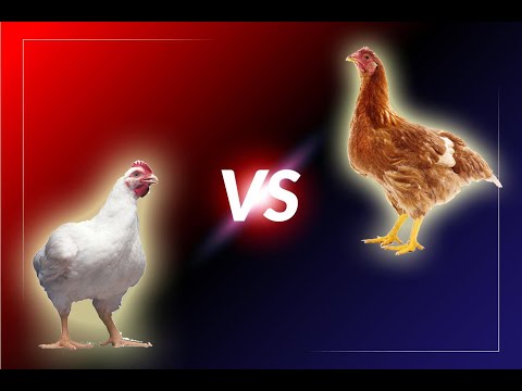 DIFERENÇA ENTRE FRANGO E GALINHA