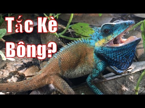 Video Tắc Kè Đổi Màu | Cận Cảnh Rõ Nét Con Tắc Kè Hung Dữ... - youtube