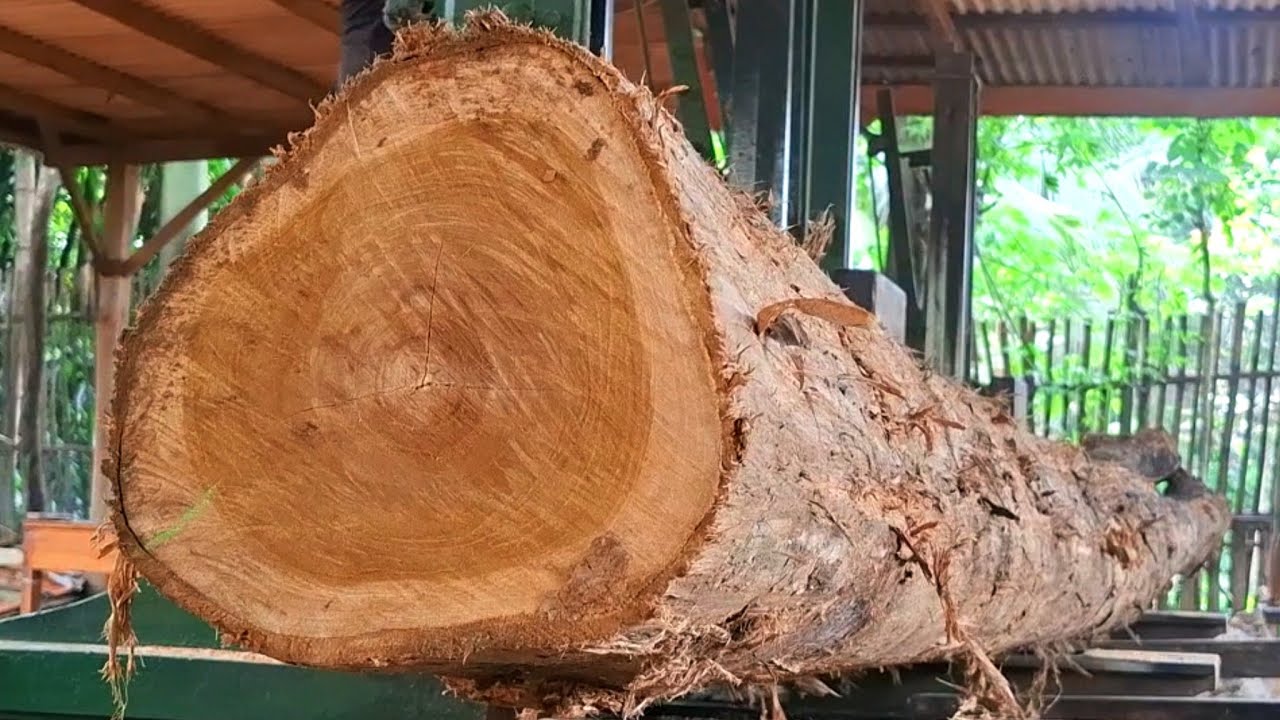 This is the original form of teak wood from Asia which is world famous