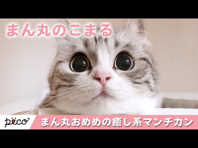 癒し系のマンチカン😽 まん丸おめめの「こまるちゃん」って知ってる