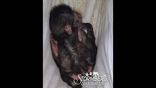 Naps Are Always A Good Idea, Say Baboons (HD Reupload)