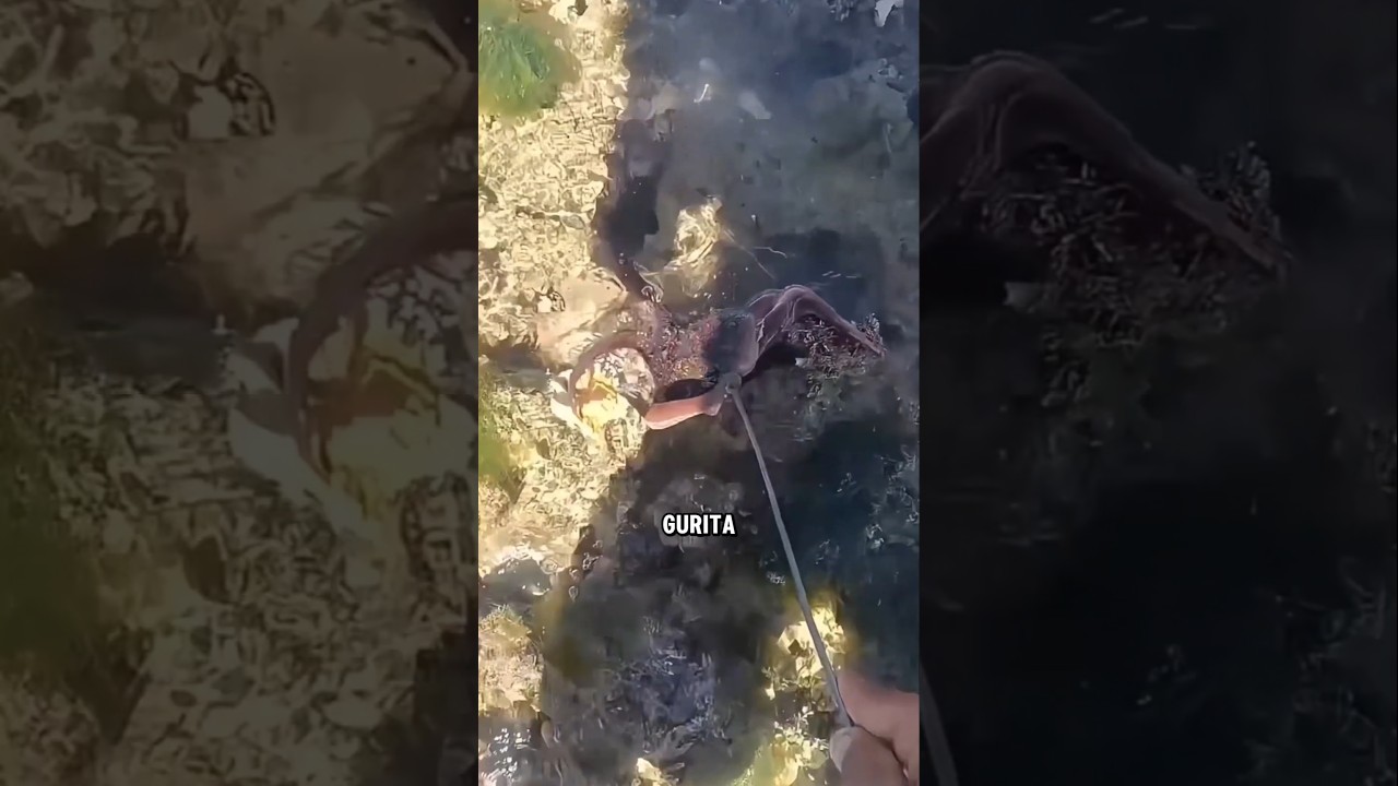 Teknik Memancing Gurita Yang Bersembunyi Di Dalam Lubang!