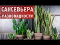 Все в сад. Сансевьера