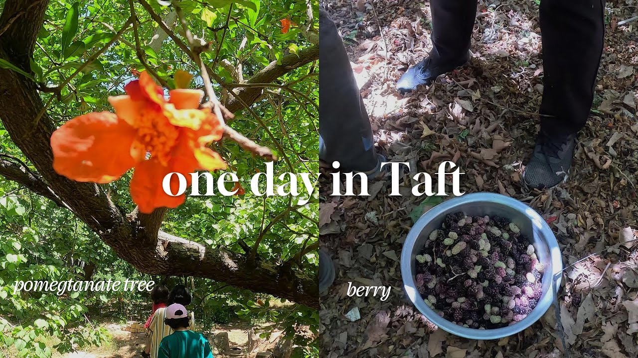 Taft, Life of a Village and its gardens, Yazd Province, Iran | 