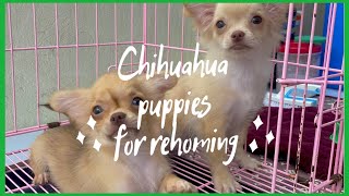 Chihuahua Puppies | for reming | SUPER MARCOS