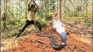 Suffocation. 2 brave hunters confront a group of strange king cobras in the eucalyptus forest.